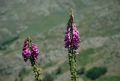 Digitalis purpurea